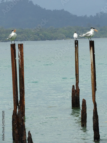 Aves en la playa del Parque Nacional Cahuita, Costa Rica © Eibarra
