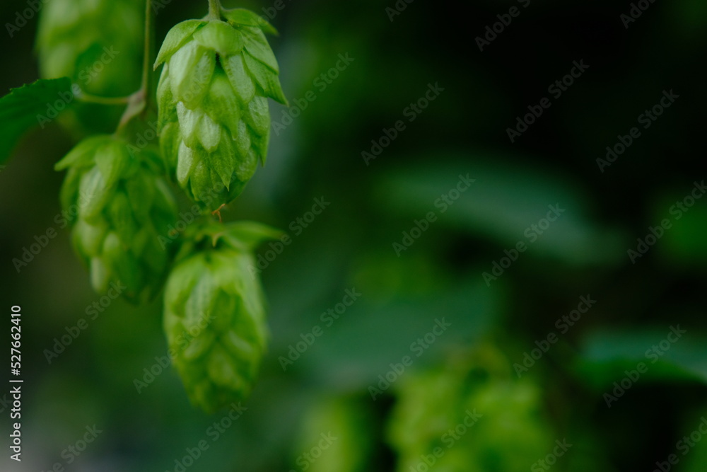 Green hop cones on plantation in sunlight rays, with shallow depth of field. Ingredient for brewery. Oktoberfest background. Space for copy. Green hop cones on plantation in sunlight rays, with shallow depth of field. Ingredient for brewery. Oktoberfest background. Space for copy.