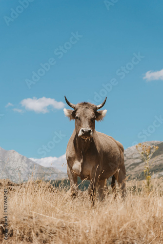 Fototapeta Naklejka Na Ścianę i Meble -  Cow in Spanish nature