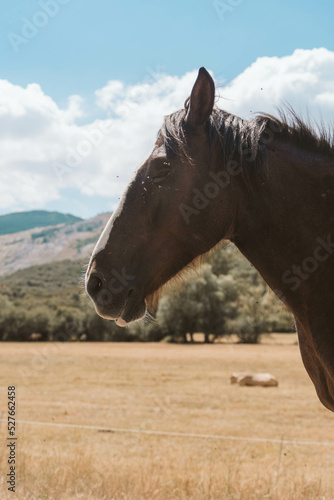 Wild horse of the European mountain © CARLES