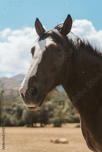 Wild horse of the European mountain © CARLES