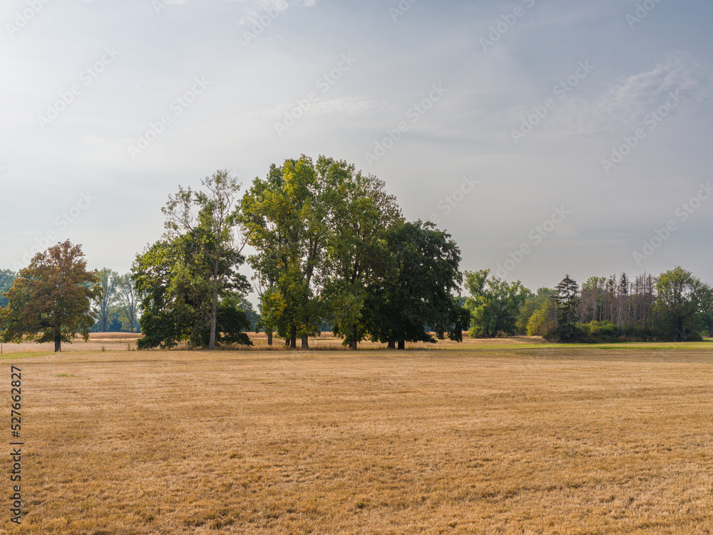 Parched meadow and trees in a meadow landscape in late summer.