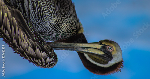 pelican itching