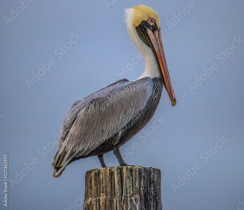 Pelican on perch.