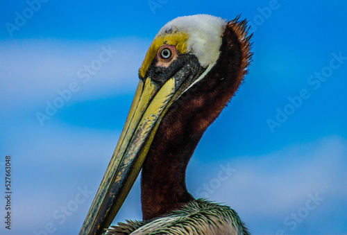 Pelican Head