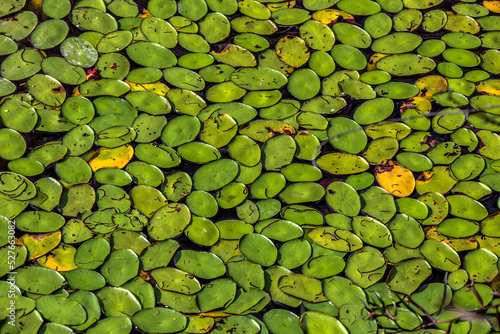 Lily Pad