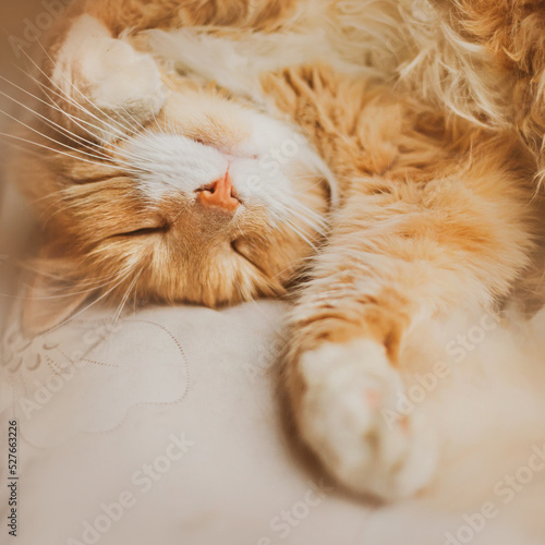 Cute happy beautiful ginger cat is lying on a white bed in the early morning and sleeping soundly. A happy pet and home comfort.