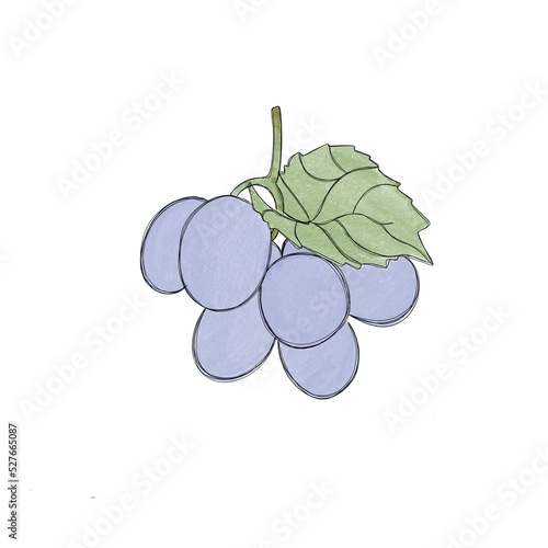 Ripe sweet blue grapes - watercolor freehand drawing. Bunch of sweet grapes