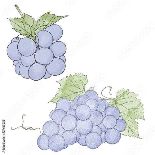 big set - bunches of blue grapes - watercolor freehand drawing. Bunch of swee...
