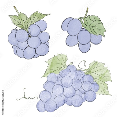 big set - bunches of blue grapes - watercolor freehand drawing. Bunch of swee...