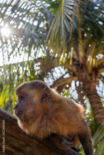 the monkey on a tree