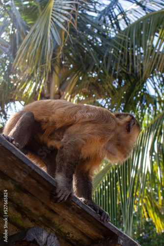 monkey brazil maranhao