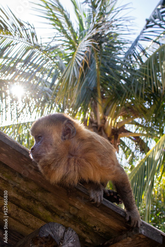 coconut on the tree
