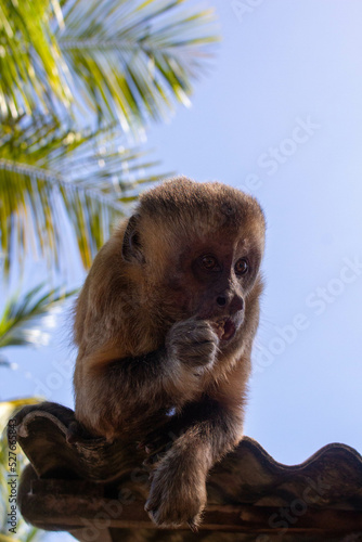 monkey eating