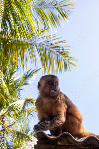 brazilian monkey