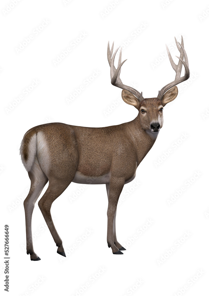 Ταπετσαρία A 3d digital render of a male deer with antlers isolated on a transparent background
