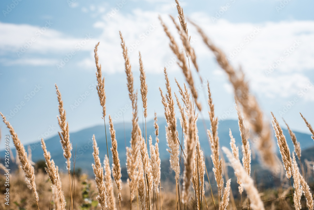 Fototapeta premium Mountain flowers and grass