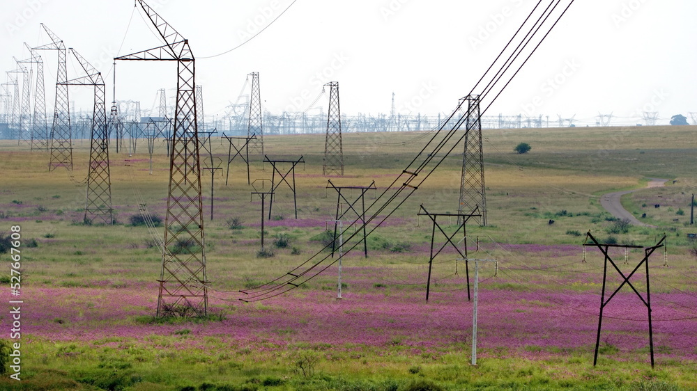Fototapeta premium Electricity pylons in a field of purple wildflowers in the spring, at the Rietvlei Nature Reserve in Pretoria, South Africa