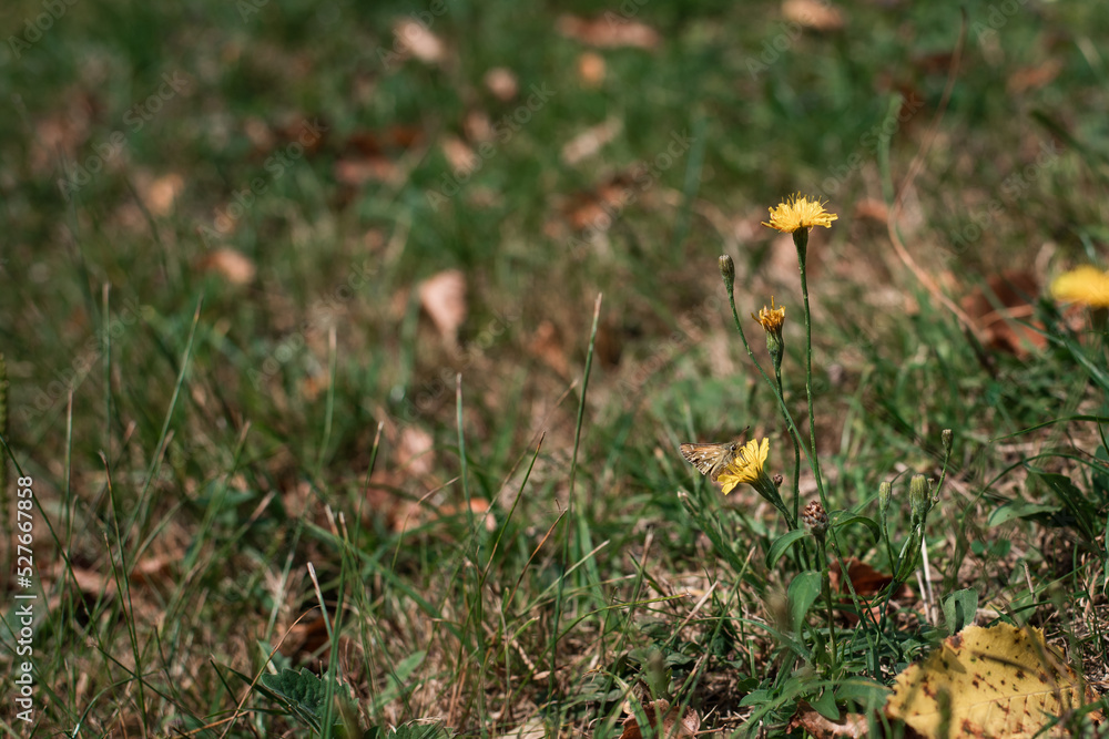 yellow flowers in the grass yellow flowers in the grass