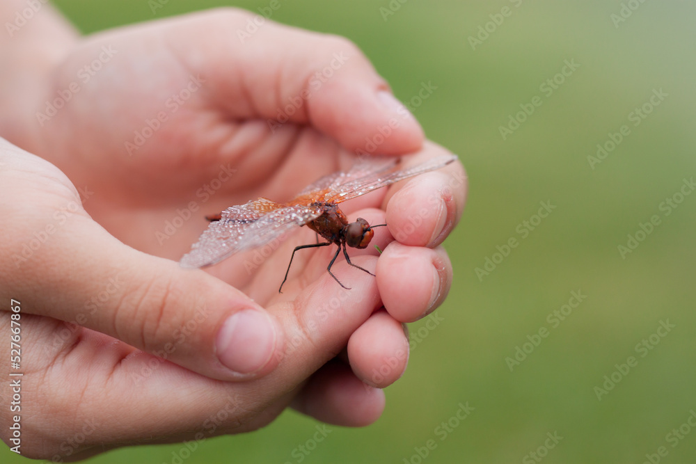 Dragonfly in children's hands close-up.