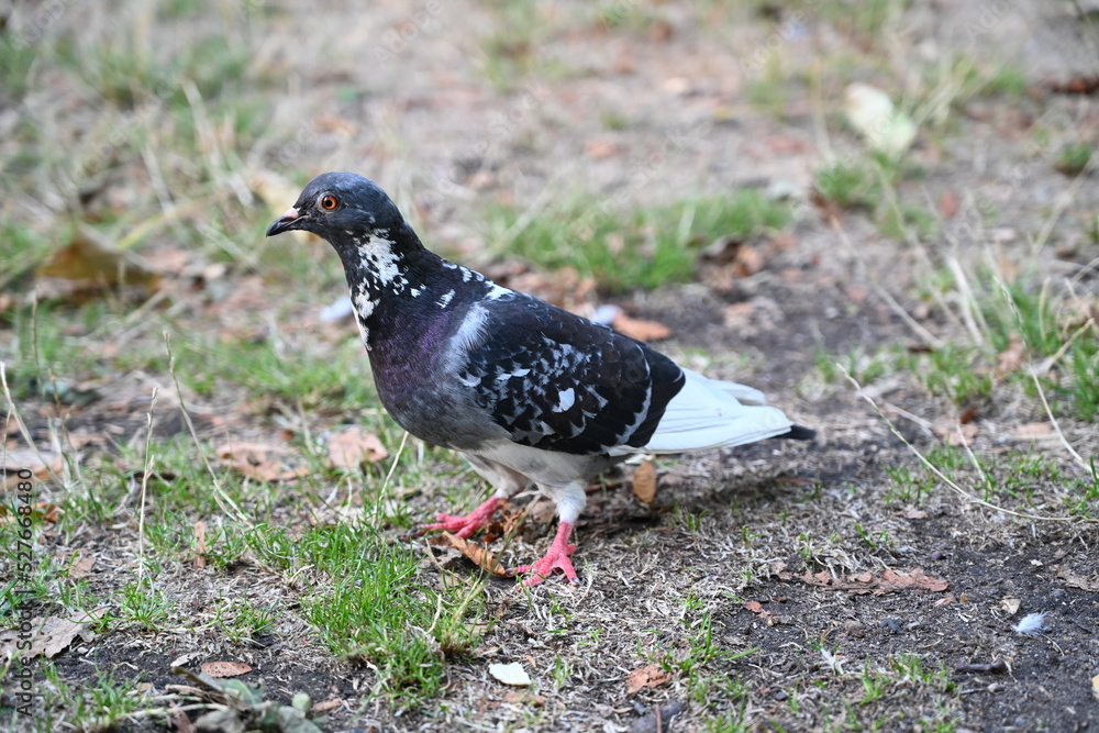 a single black pigeon with white patches a single black pigeon with white patches