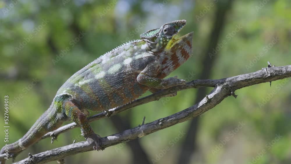 Open-mouthed chameleon sits on a tree branch and looks around. Panther chameleon (Furcifer pardalis). Close-up Open-mouthed chameleon sits on a tree branch and looks around. Panther chameleon (Furcifer pardalis). Close-up