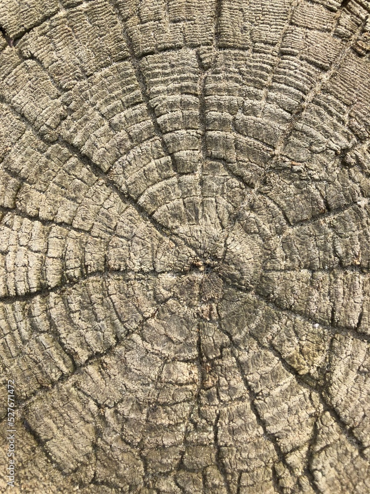 Fototapeta premium wood texture