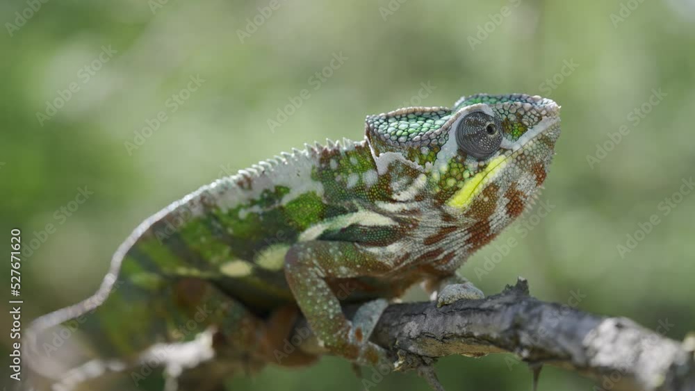 Close up of Chameleon sits on a tree branch and looks around during molting. Panther chameleon (Furcifer pardalis). Close up of Chameleon sits on a tree branch and looks around during molting. Panther chameleon (Furcifer pardalis).