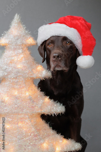 soft selective focus. Labrador retriever dog in a red Santa Claus hat next to the Christmas tree. soft selective focus. celebrating New year and Christmas with the whole family. funny dog yawns, the