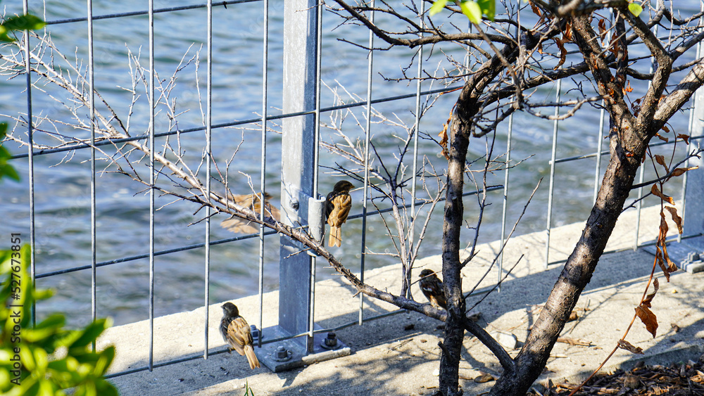 Bird in  Gantry Plaza State Park