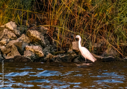 white goose in the water
