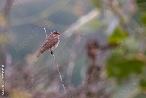 cardinal on a branch