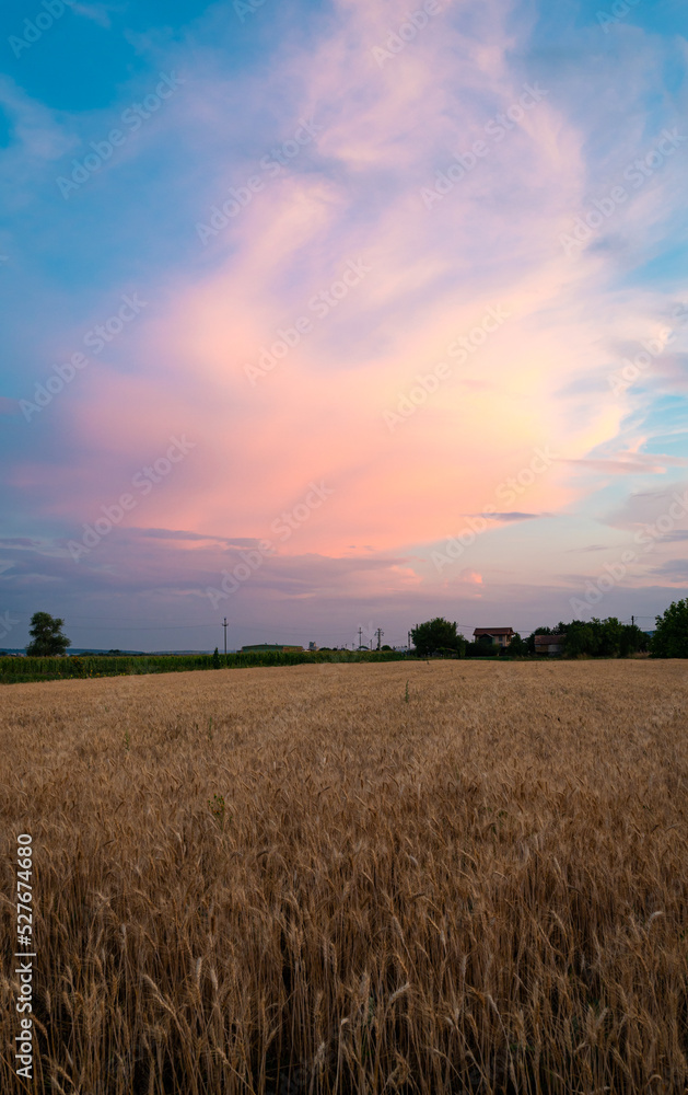 Pink colored thunderstorm over a grain field