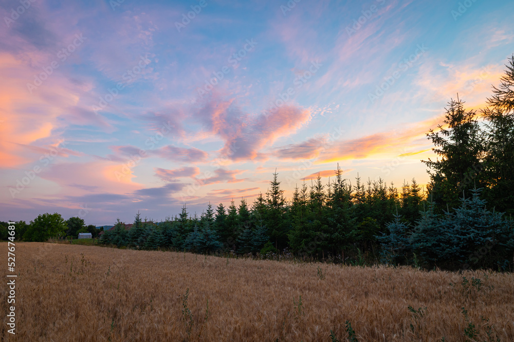 Pink clouds over a field and spruce forest just after sunset