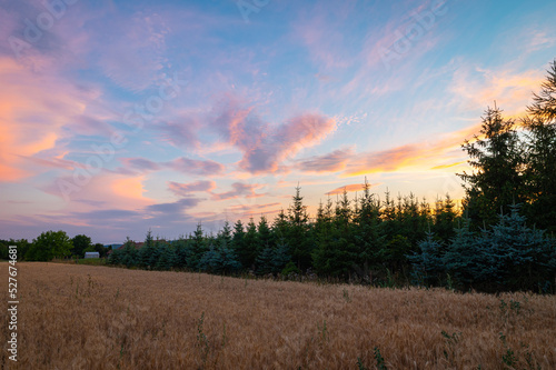 Pink clouds over a field and spruce forest just after sunset