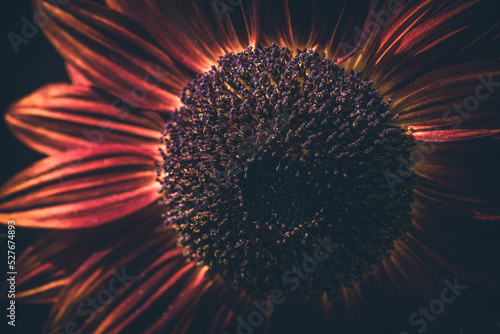 Close up view of red sunflower on black background