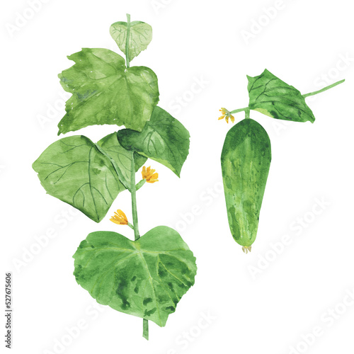 Cucumber with green leaves. A collection of ripe vegetables and plants. Watercolor drawing isolated on a white background.