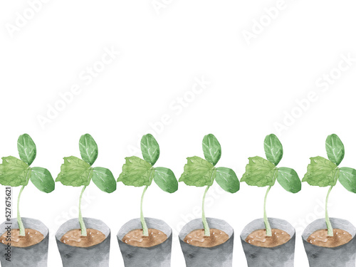 A young sprout in a pot on a white background. Watercolor drawing. Cucumber plant with green leaves. Postcard, banner, poster.