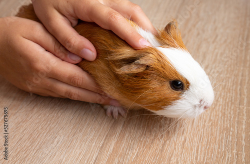 A child strokes a guinea pig, a guinea pig breaks out of his hands. High quality photo