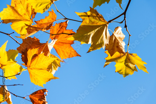 Group of multiple levels of orange and yellow fall leaves from below against blue sky photo