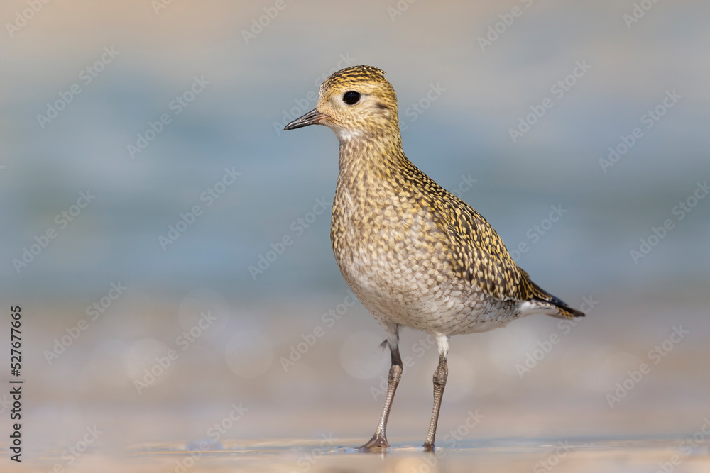 The European golden plover (Pluvialis apricaria), winter plumage, Italy. The European golden plover (Pluvialis apricaria), winter plumage, Italy.