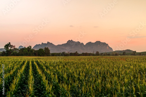 The view of the corn fields against the mountain backdrop is beautiful at sunset.