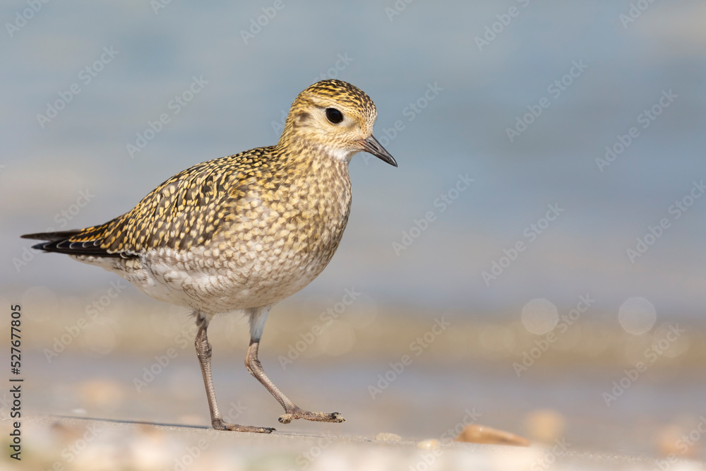 Obraz premium The European golden plover (Pluvialis apricaria), winter plumage, Italy. 