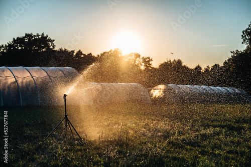 Künstliche Bewässerung mit Bewässerungsssystem, das landwirtschaftliche Pflanzen bewässert. Im Hintergrund Gewächshäuser. Sprinkler bewässern Feld bei Sonnenaufgang, Sonnenuntergang