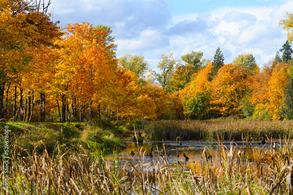 Fototapeta premium Fall colors in rich yellow and orange surround a pond in the Snoqualmie Valley