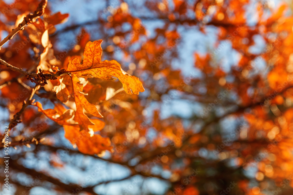 Natural autumn fall view of trees with yellow orange leaf in garden forest or park. Oak leaves during autumn season. Inspirational nature in october or september. Change of seasons concept Natural autumn fall view of trees with yellow orange leaf in garden forest or park. Oak leaves during autumn season. Inspirational nature in october or september. Change of seasons concept