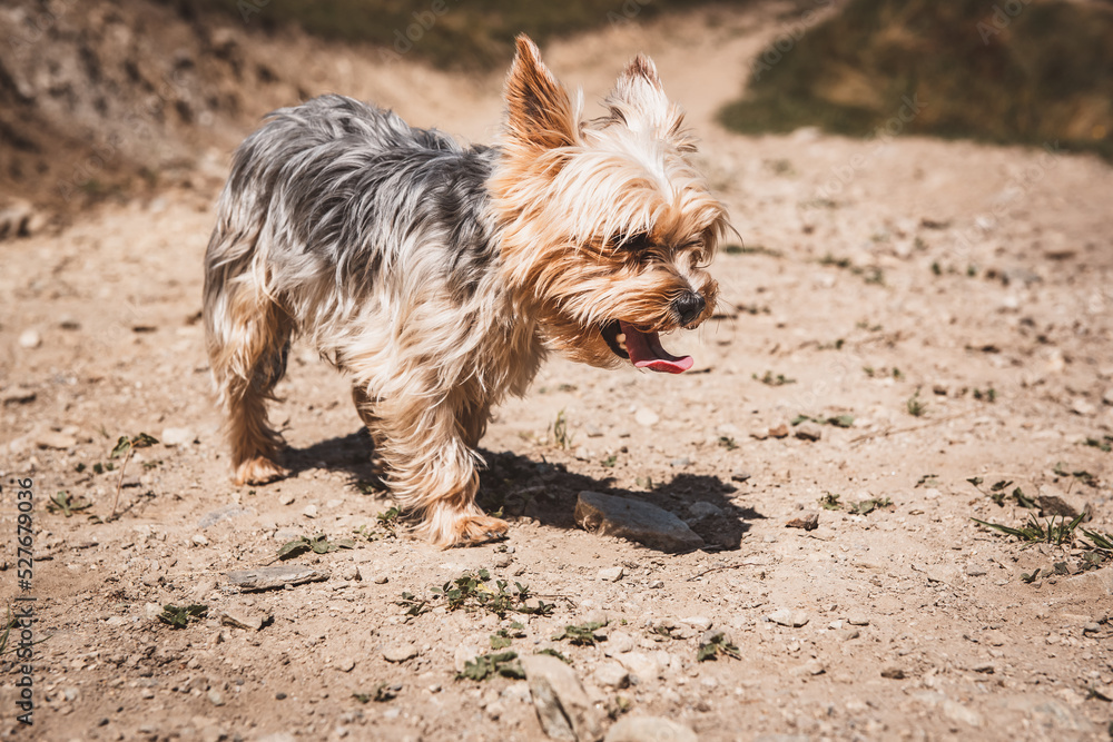 Kleiner Hund der Hitze ausgesetzt Kleiner Hund der Hitze ausgesetzt