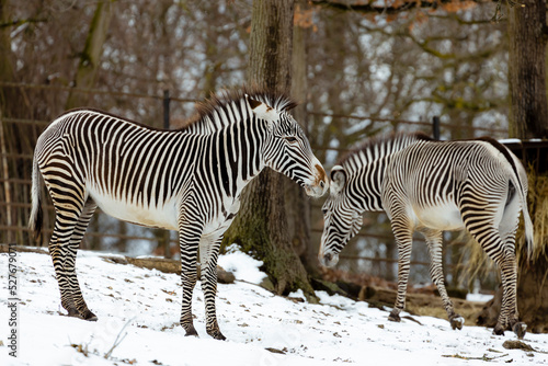 zebras in winter in ZOO  Czech Republic