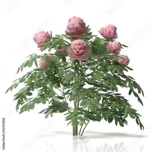 3d rendering of a peonia plant photo