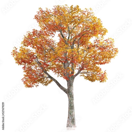 3d rendering of a tree